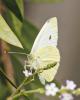 Pieris rapae